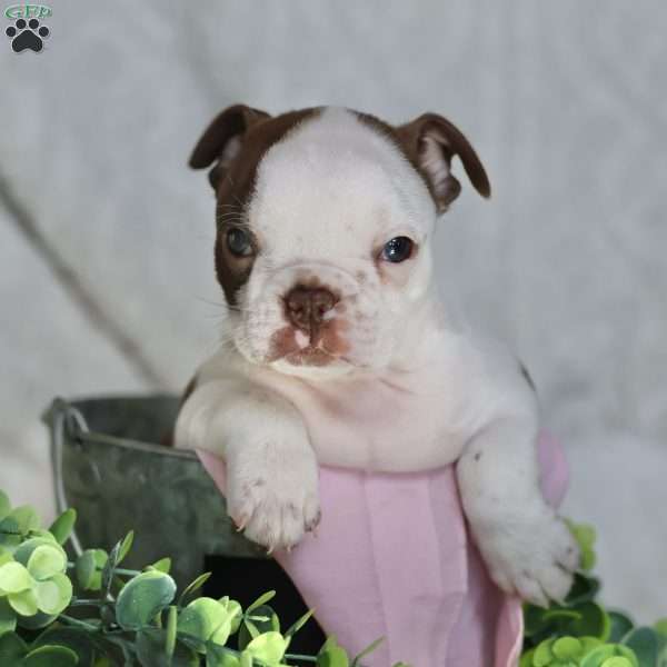 Bambi, Boston Terrier Puppy